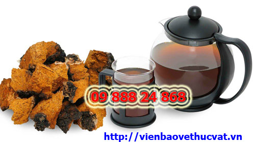 Tác dụng chữa bệnh của nấm chaga nga