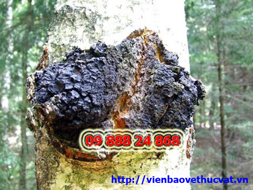 Nấm chaga nga hỗ trợ điều trị bệnh tiểu đường